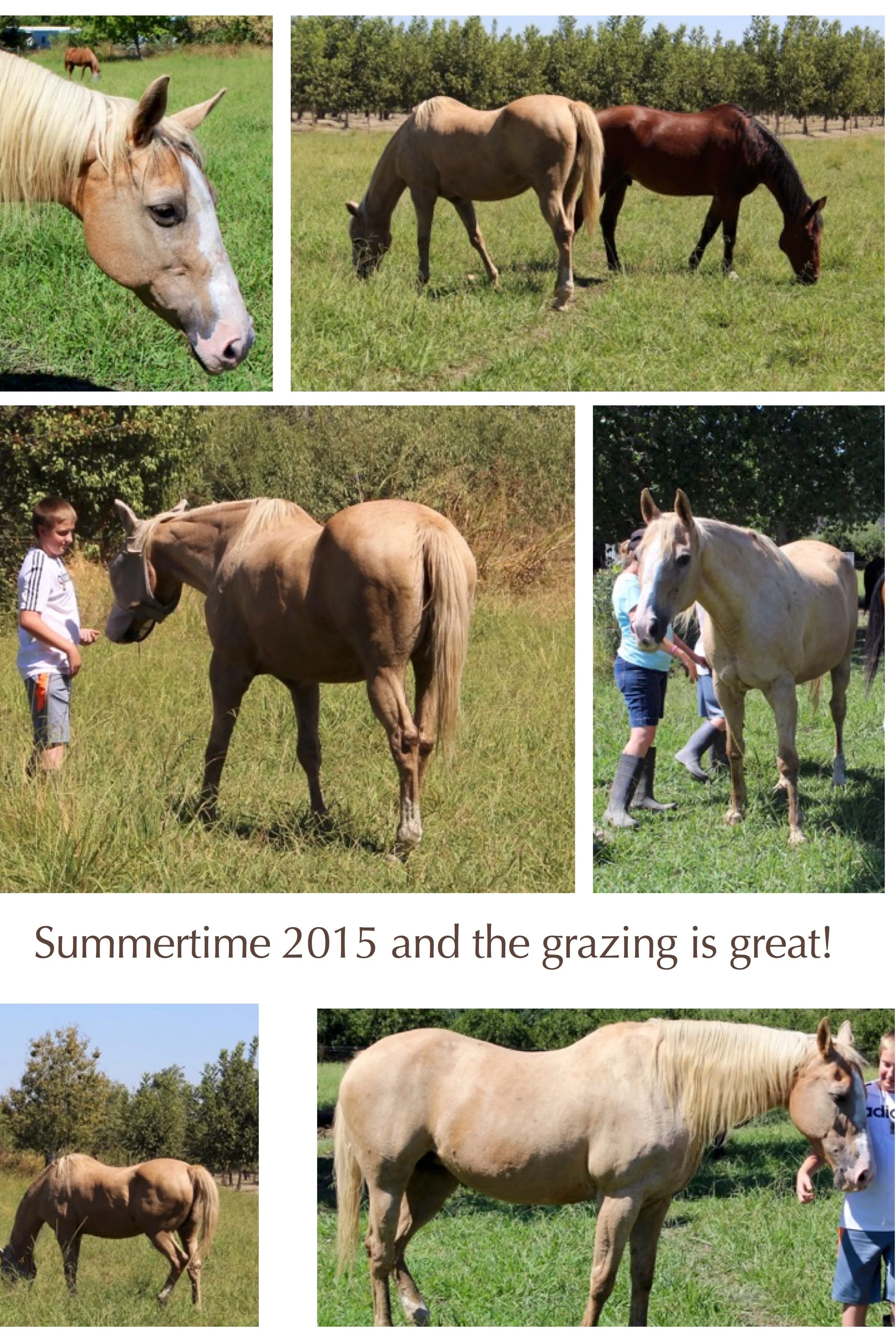 Summer time & the Grazing is Good! (3).jpg
