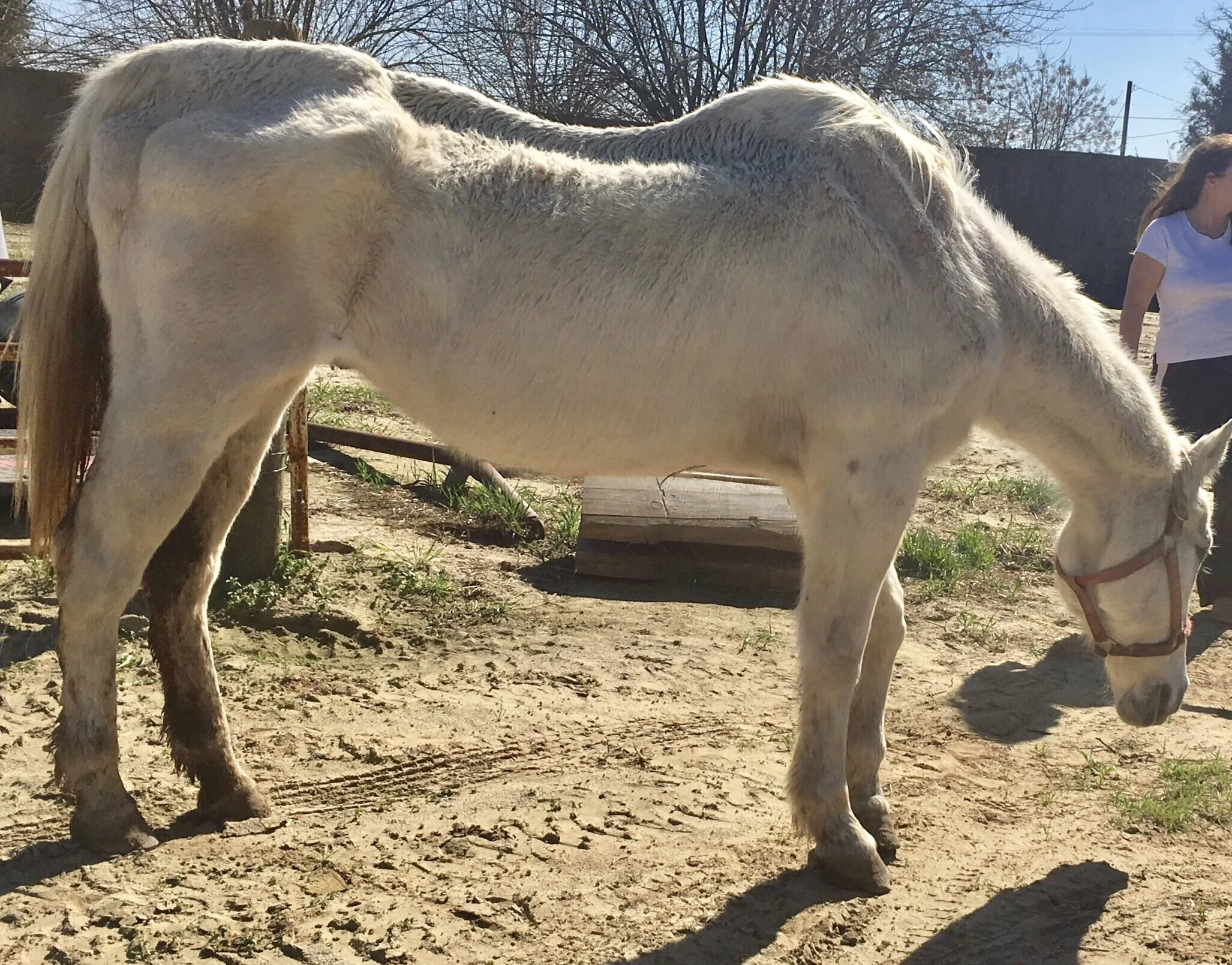 Formerly known as Sheets, this poor guy was thin, lethargic and covered in rain rot. Life was challenging for this sweet 25 year old gelding. So happy, and thankful, to everyone who helped him along the way, and you all know who you are! Every horse deserves the best of care and together we made this a reality for a kind old guy :)
