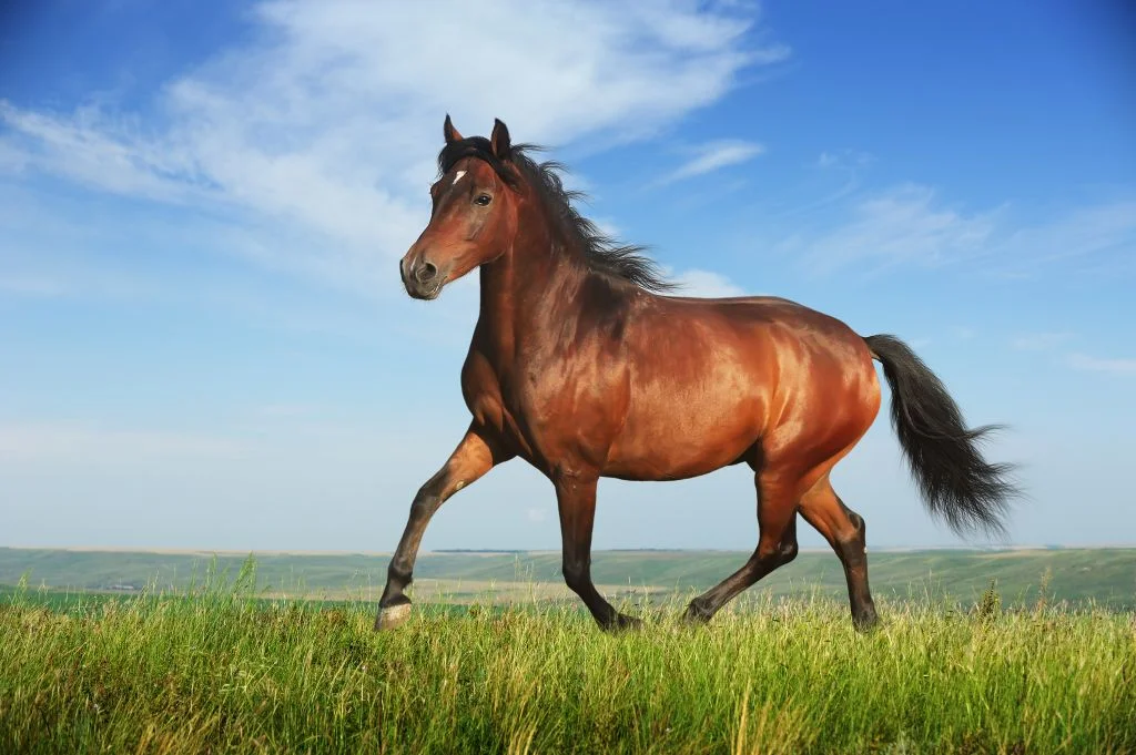 Horse2.jpg