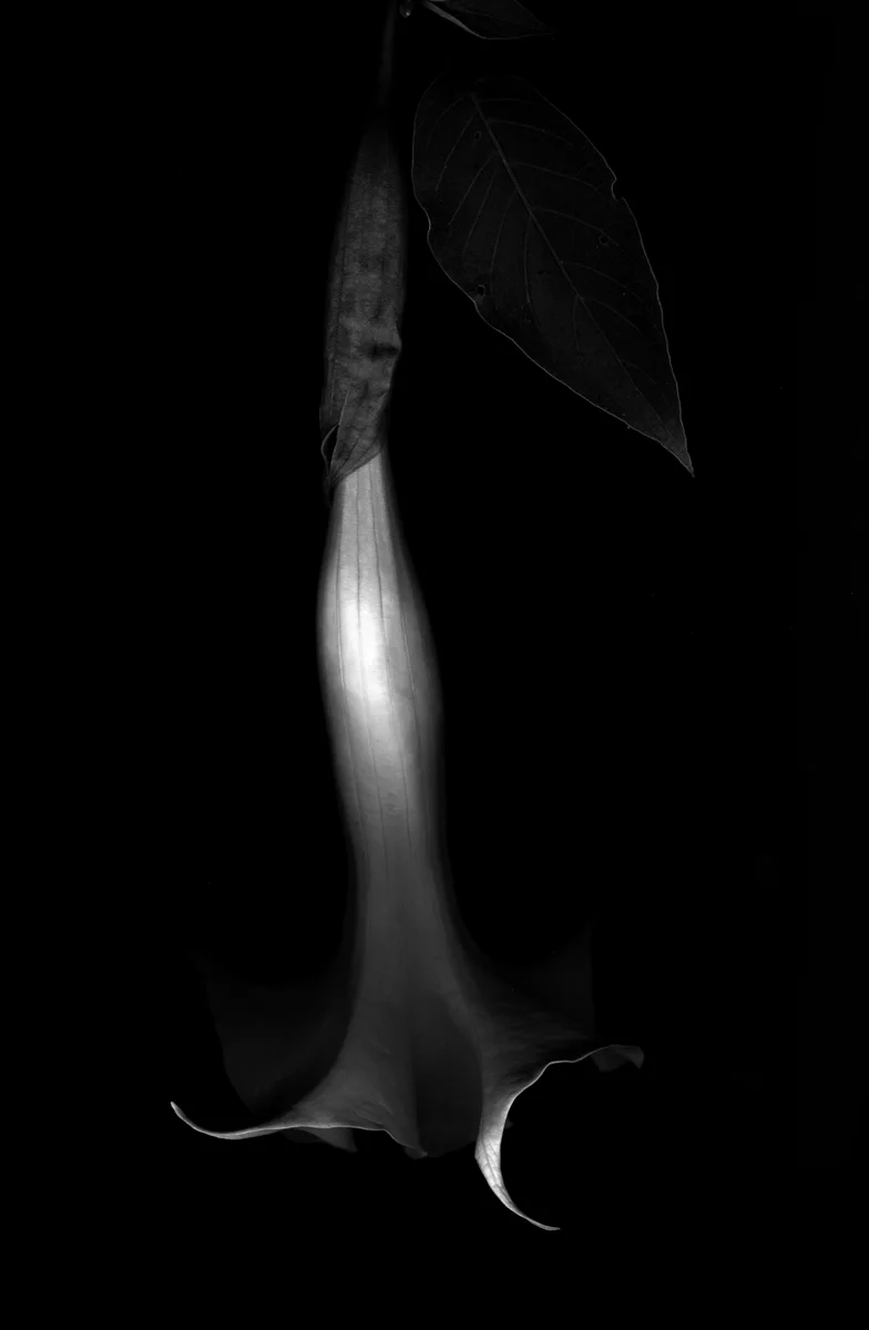 Brugmansia versicolor