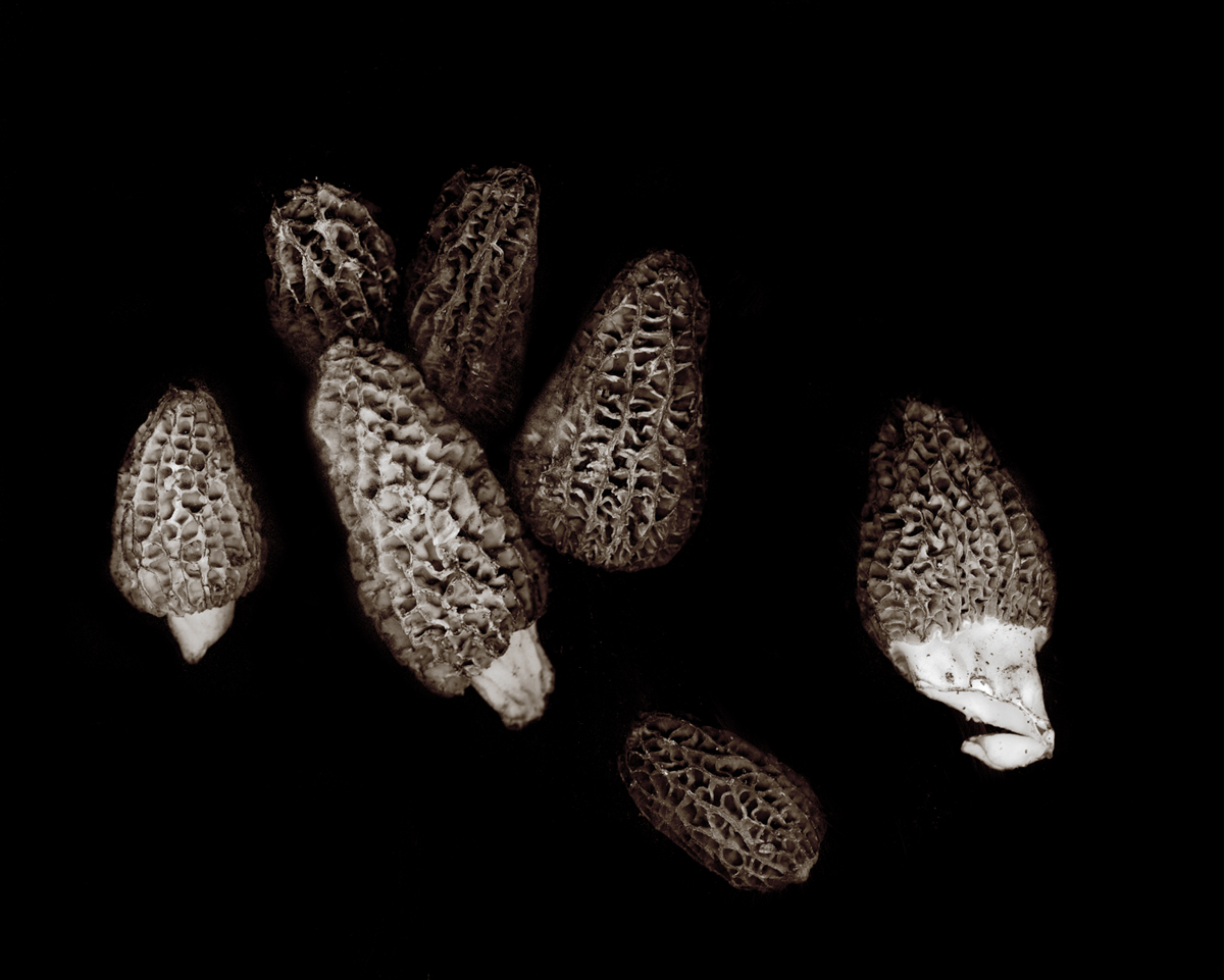 Morchella esculenta