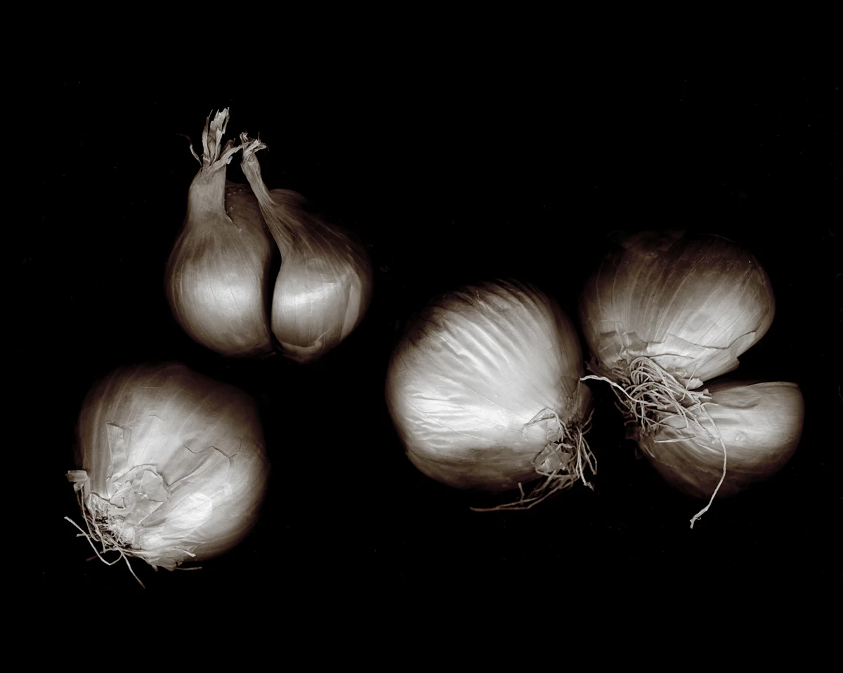 Allium oschaninii