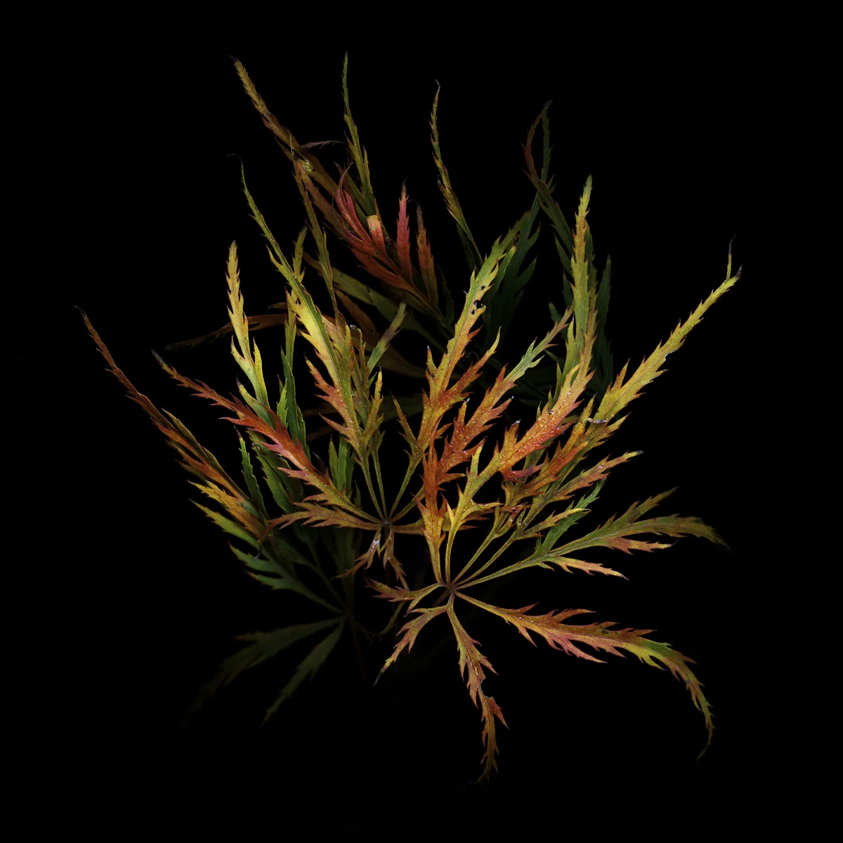 Acer palmatum