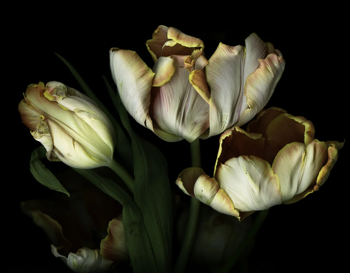 Alm Hill Farm Apricot Parrot Tulip