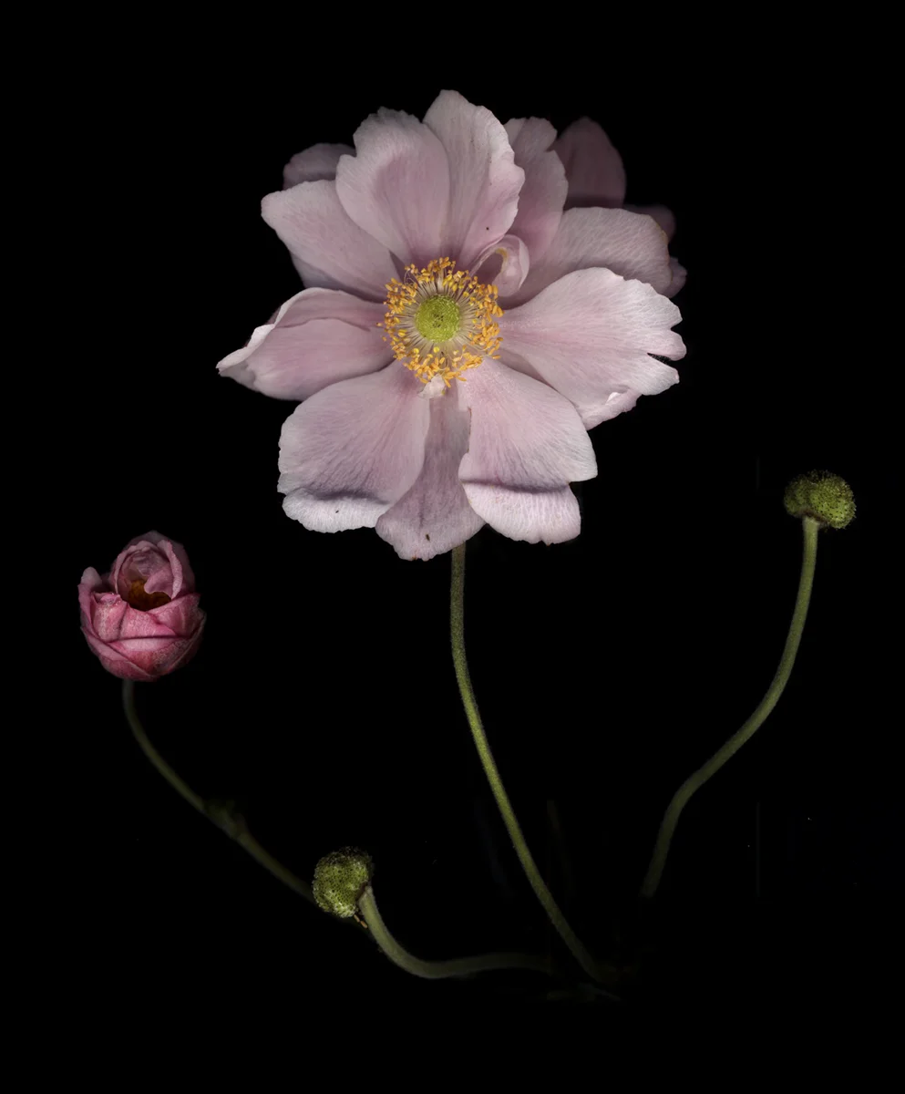 Anenome coronaria