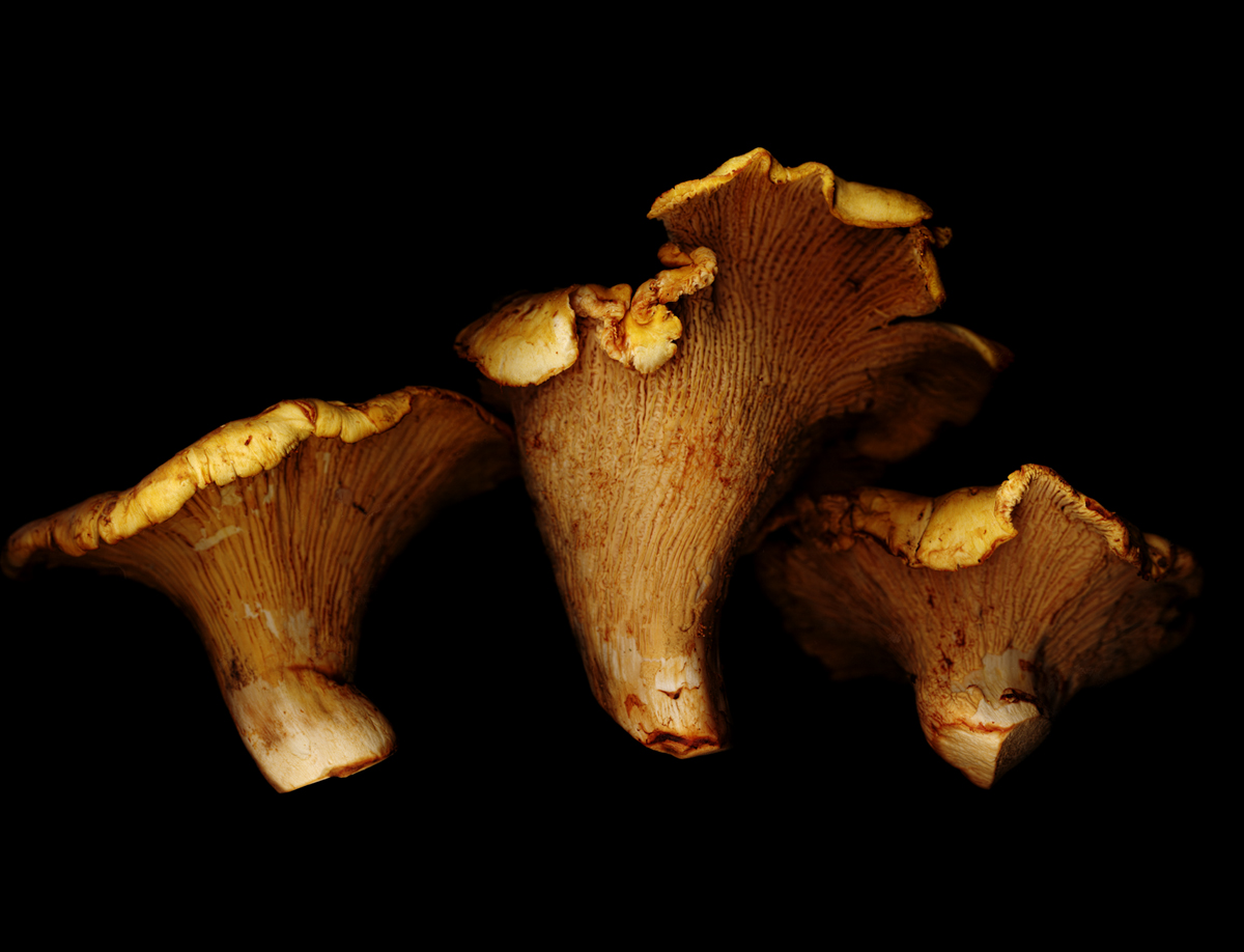Cantharellus cibarius