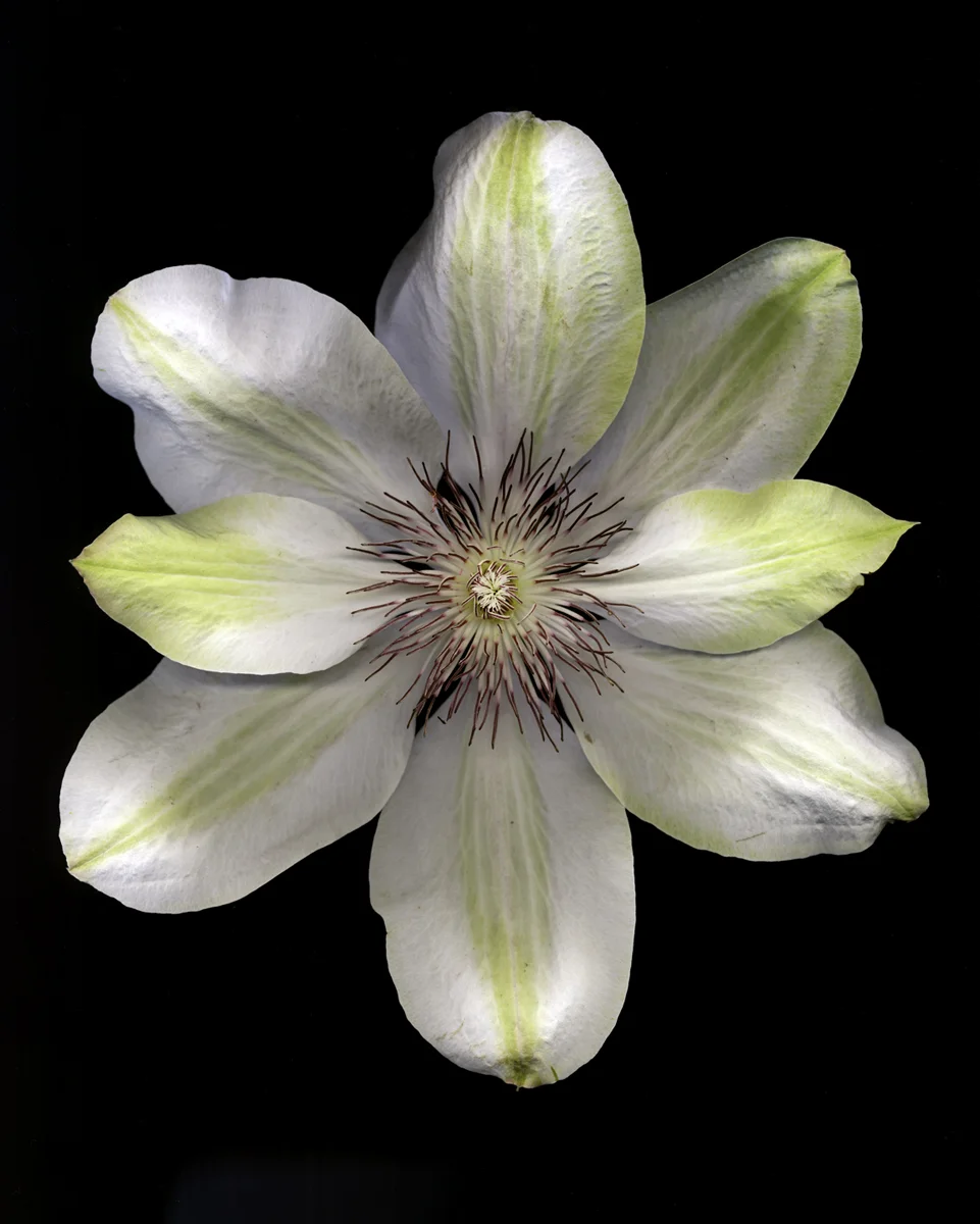 Clematis 'Henryi' #5