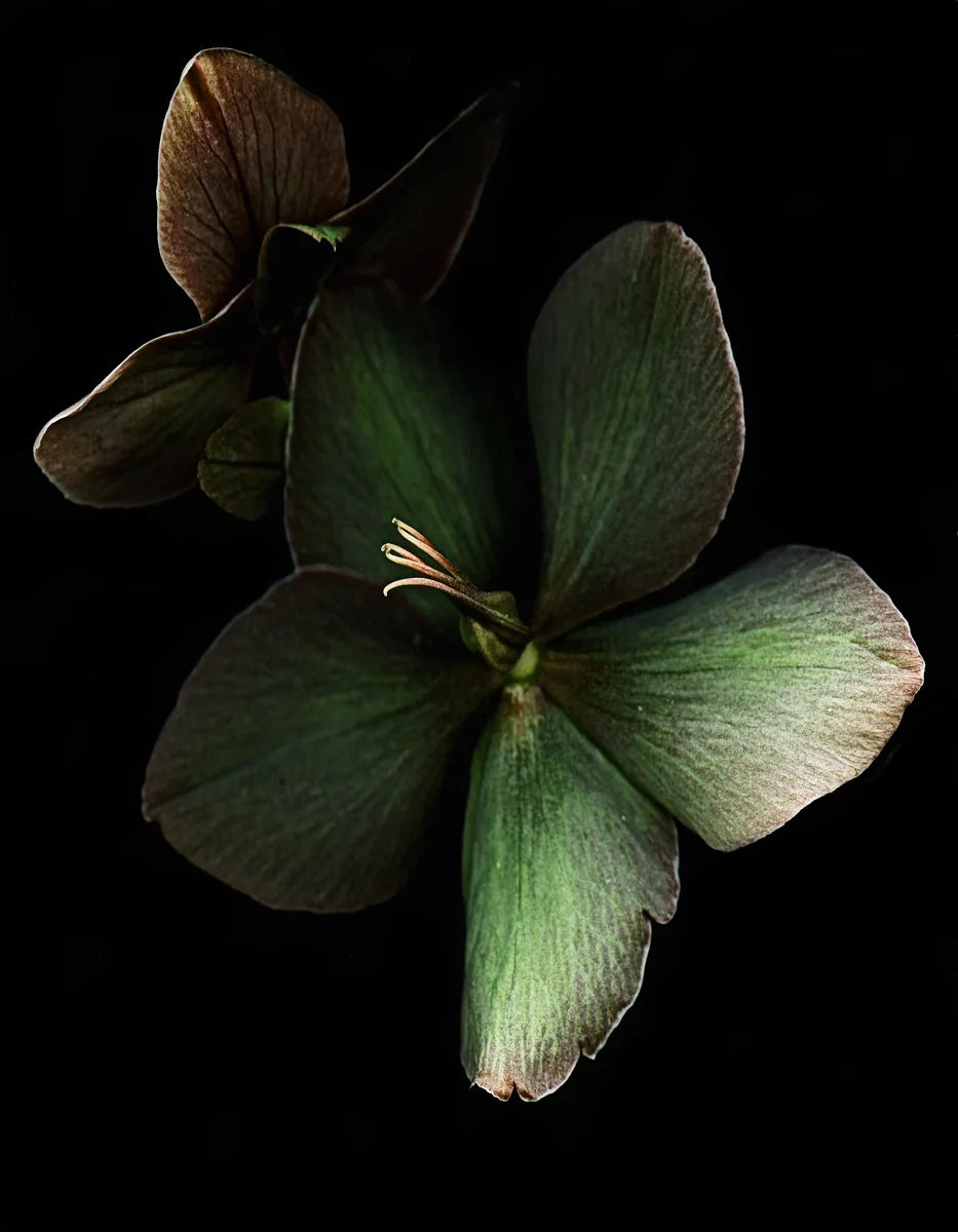 Hellebore #9