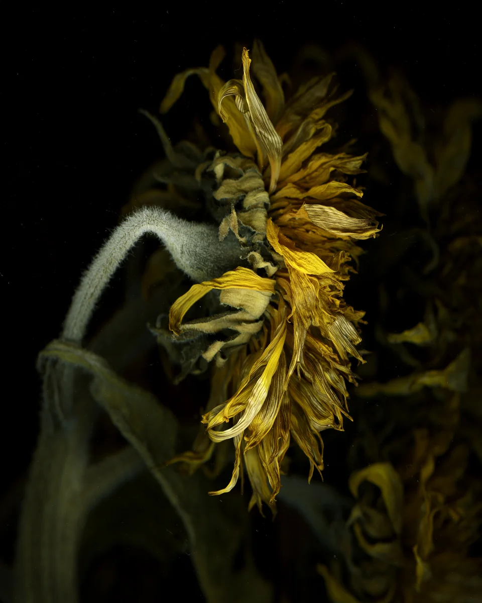 Hmong Farm Sunflower