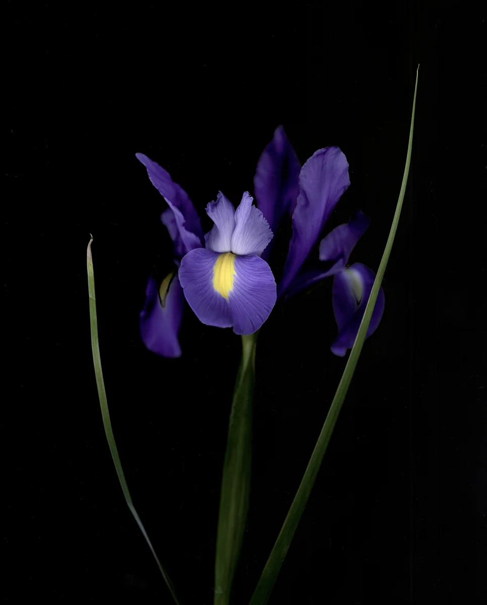 Iris xiphium 'Blue Magic'