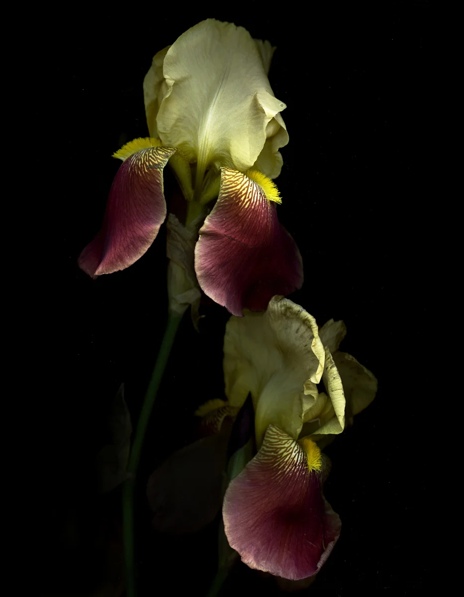 Iris