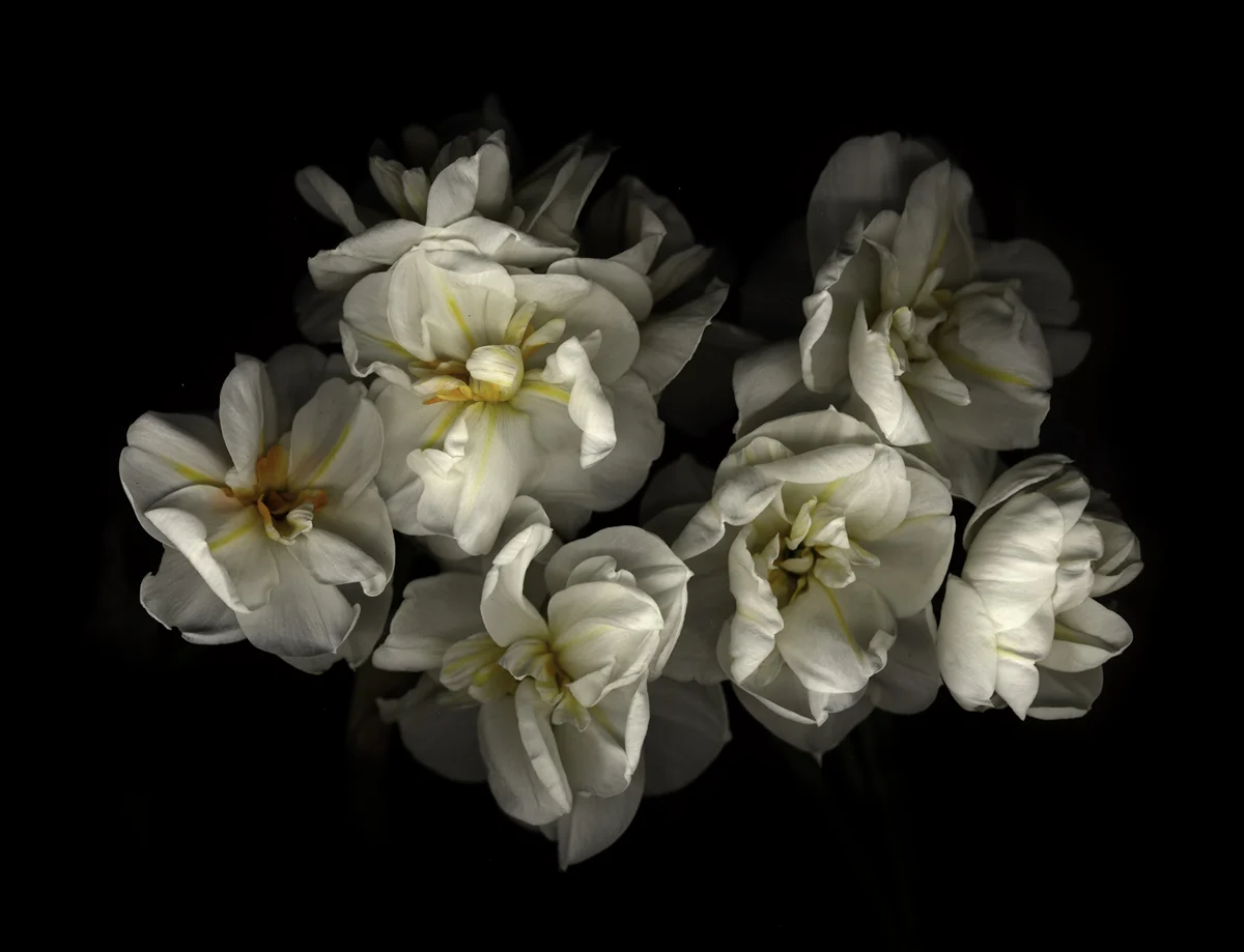 Narcissus 'Cheerfulness'