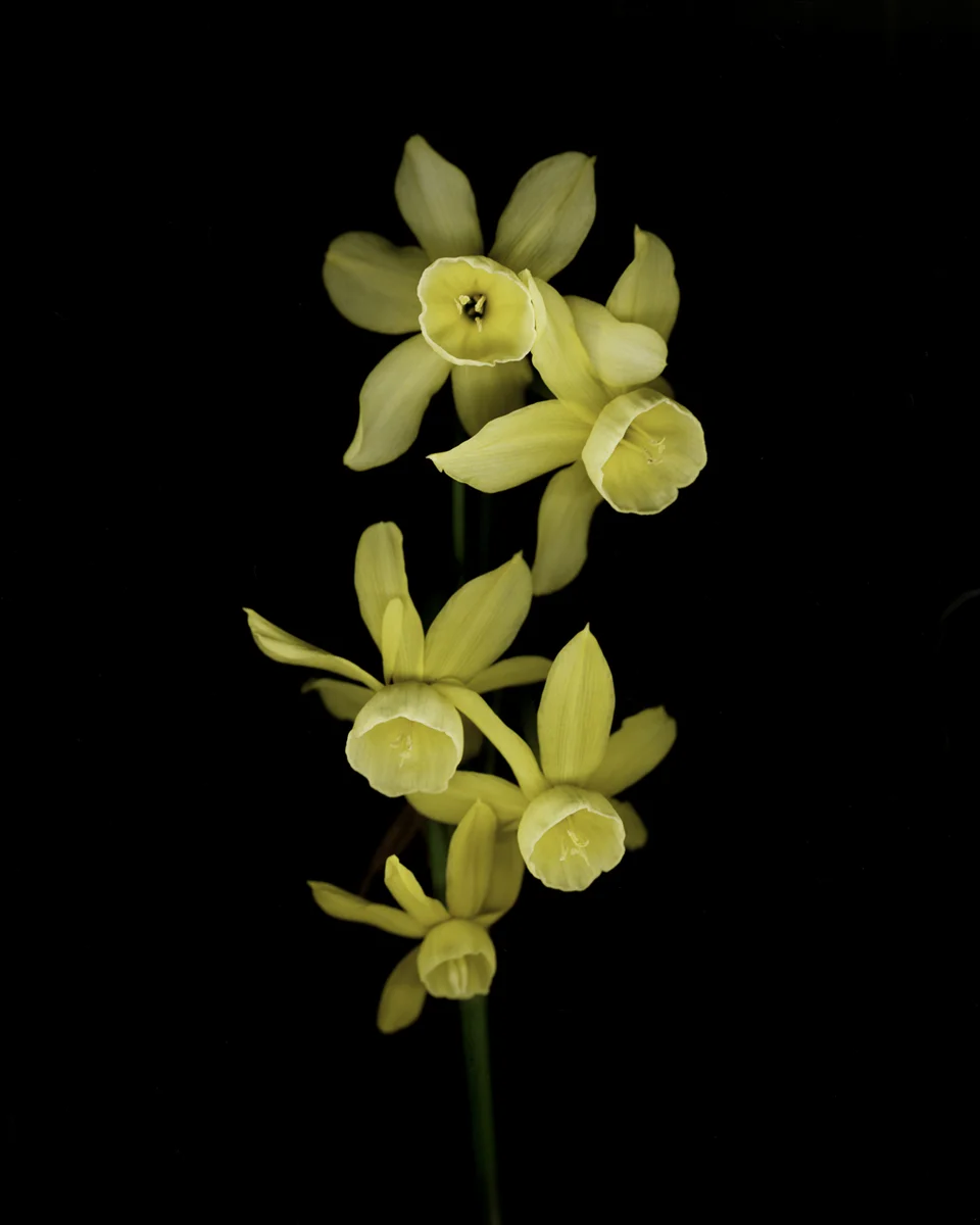 Narcissus 'Hawera'