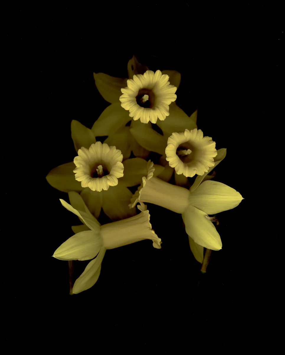 Narcissus 'Jack Snipe'