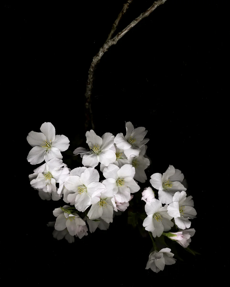 Prunus x yedoensis 'Akebono' #5