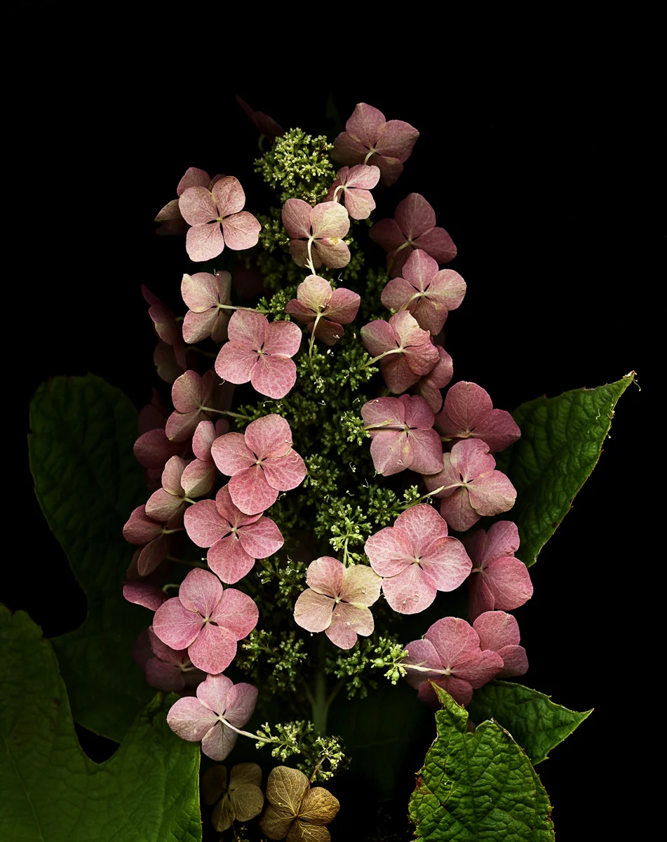 Oak Leaf Hydrangea #3