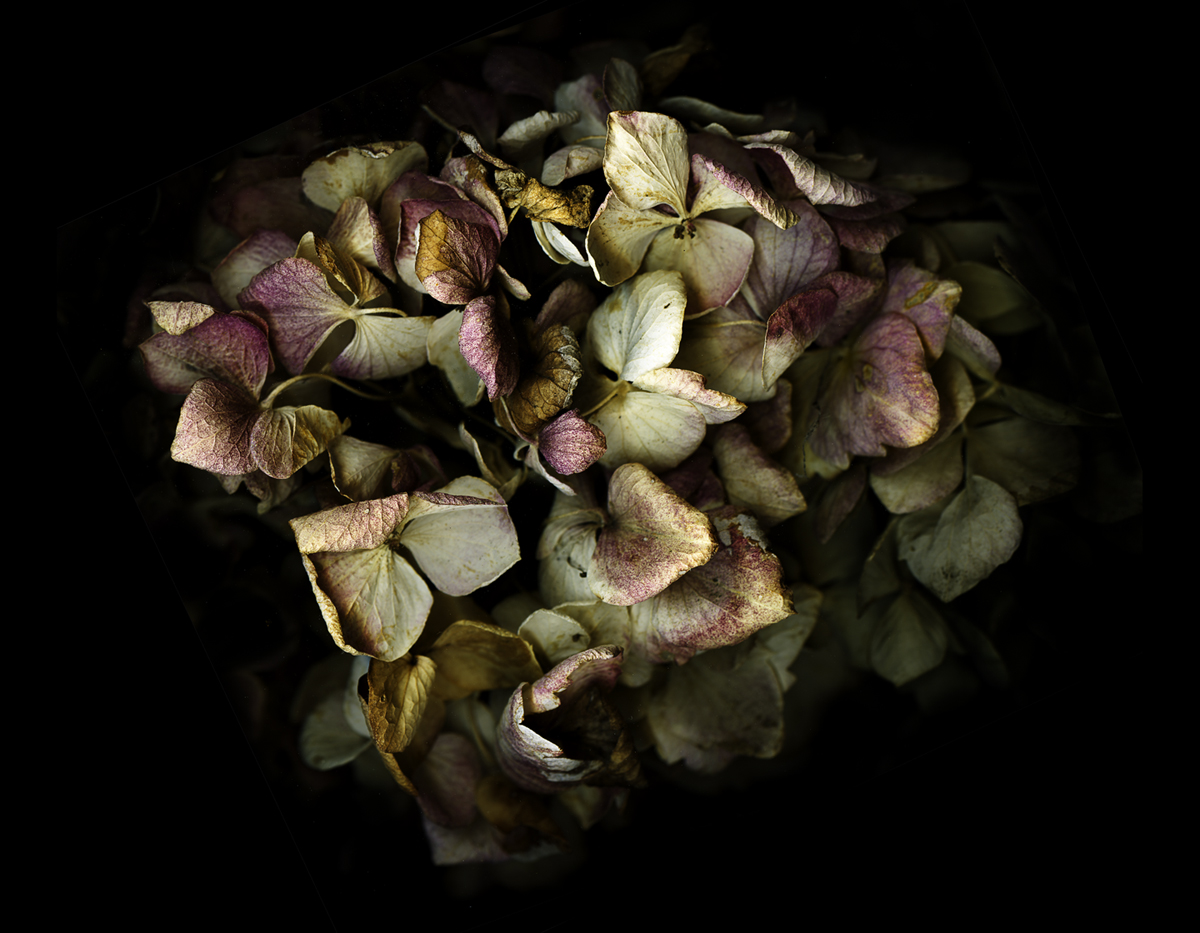 This is Your Brain on Hydrangeas