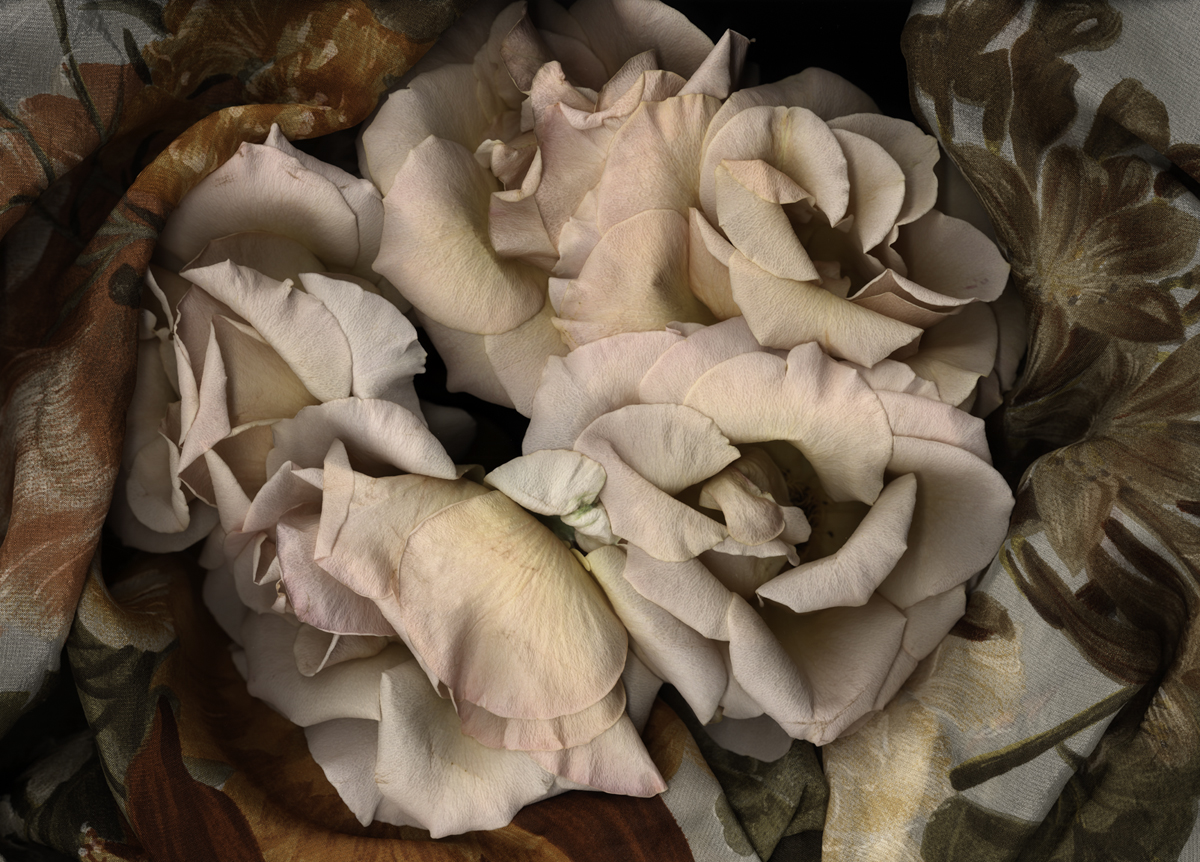 Sharon’s Roses