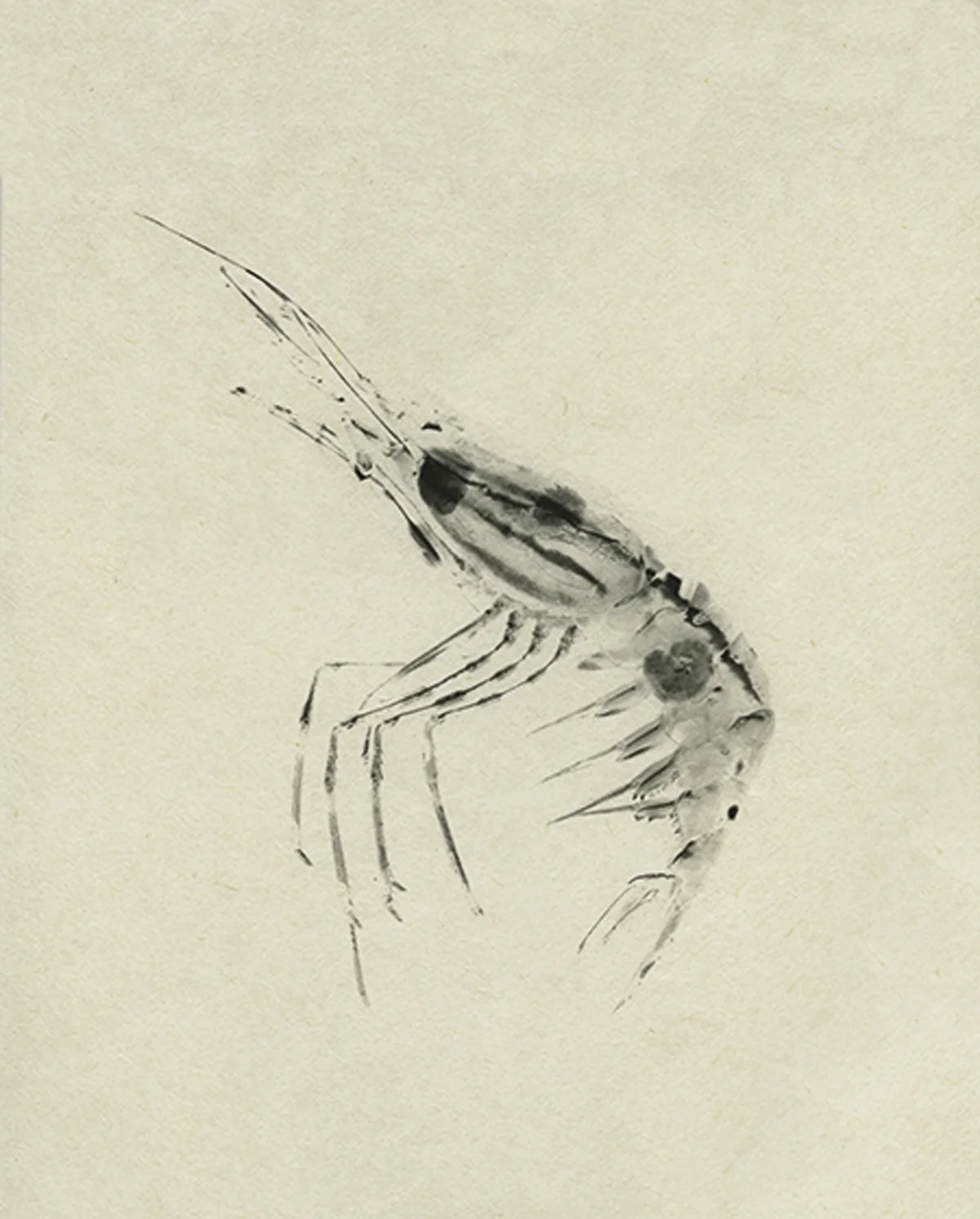 Ebi