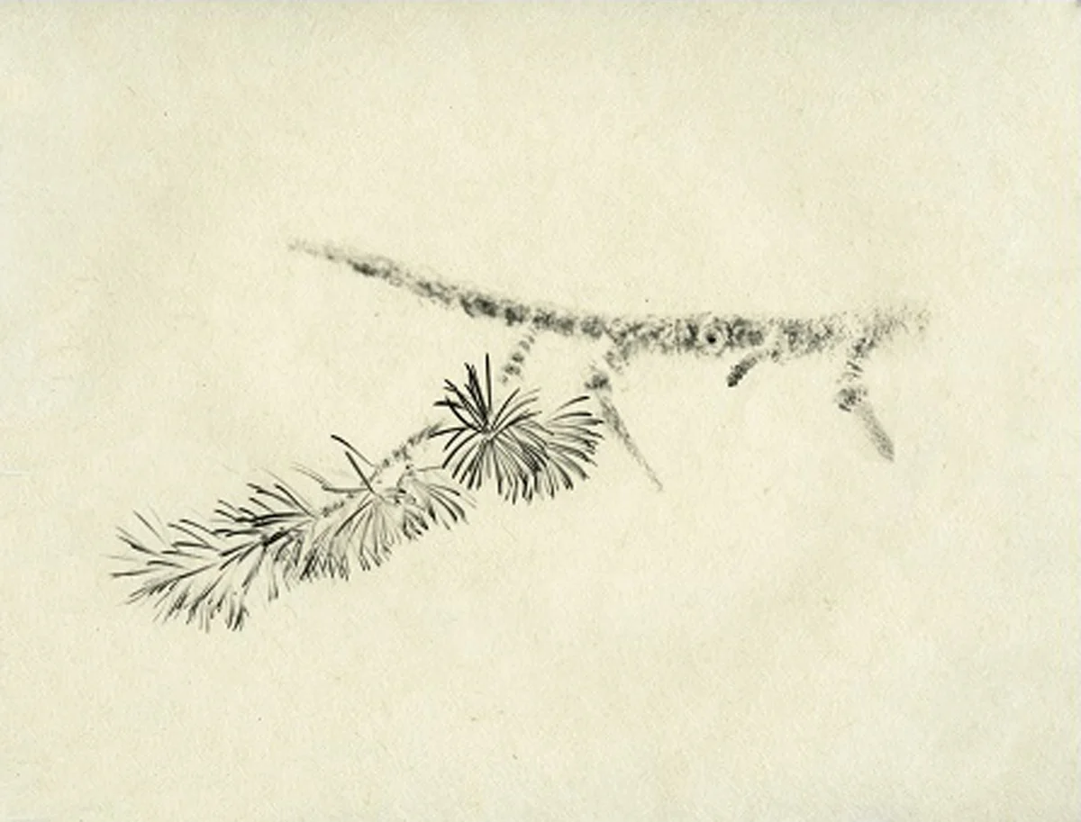 Matsu-no-eda