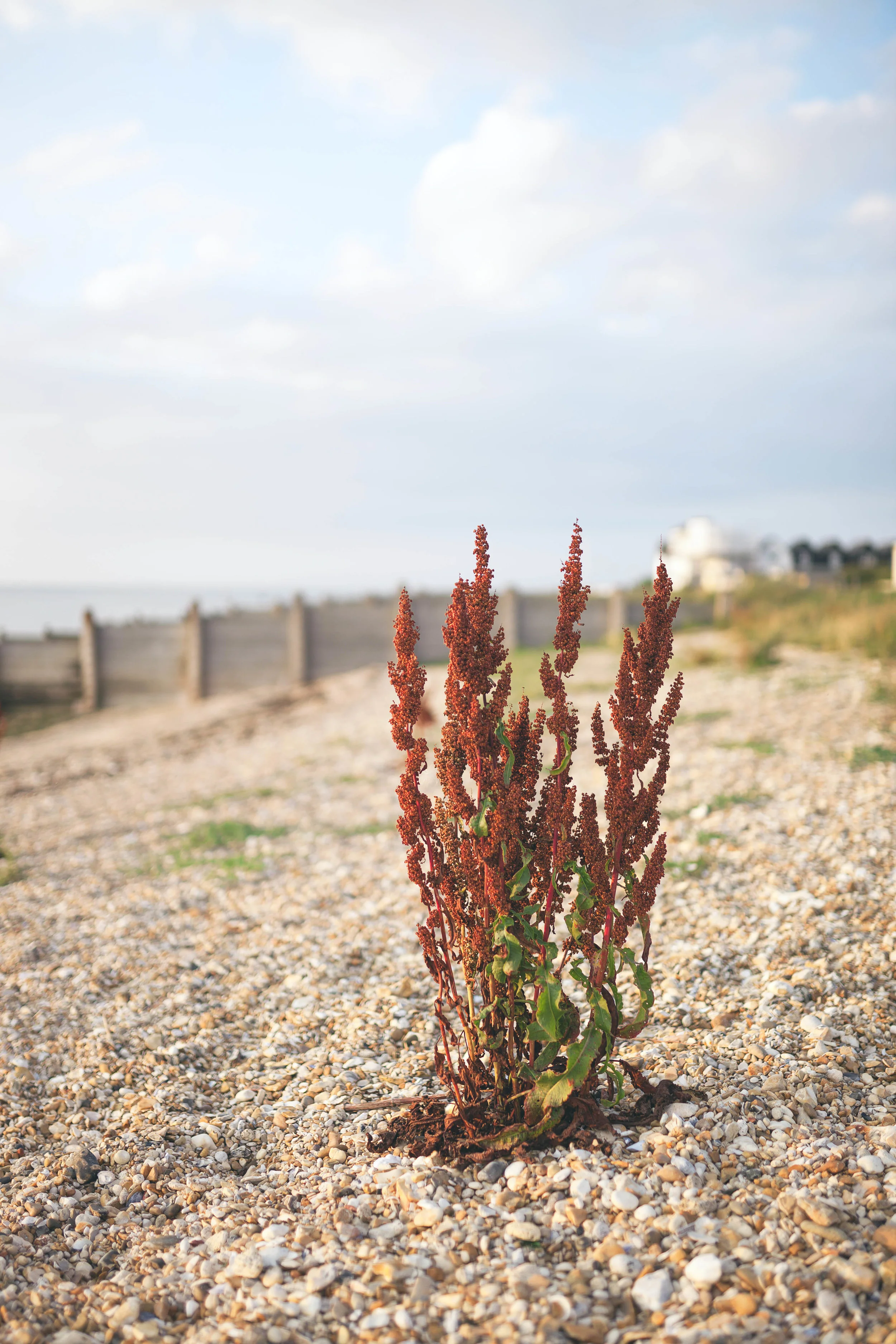 Copyright Kent Coast Prints hernW 5.jpg