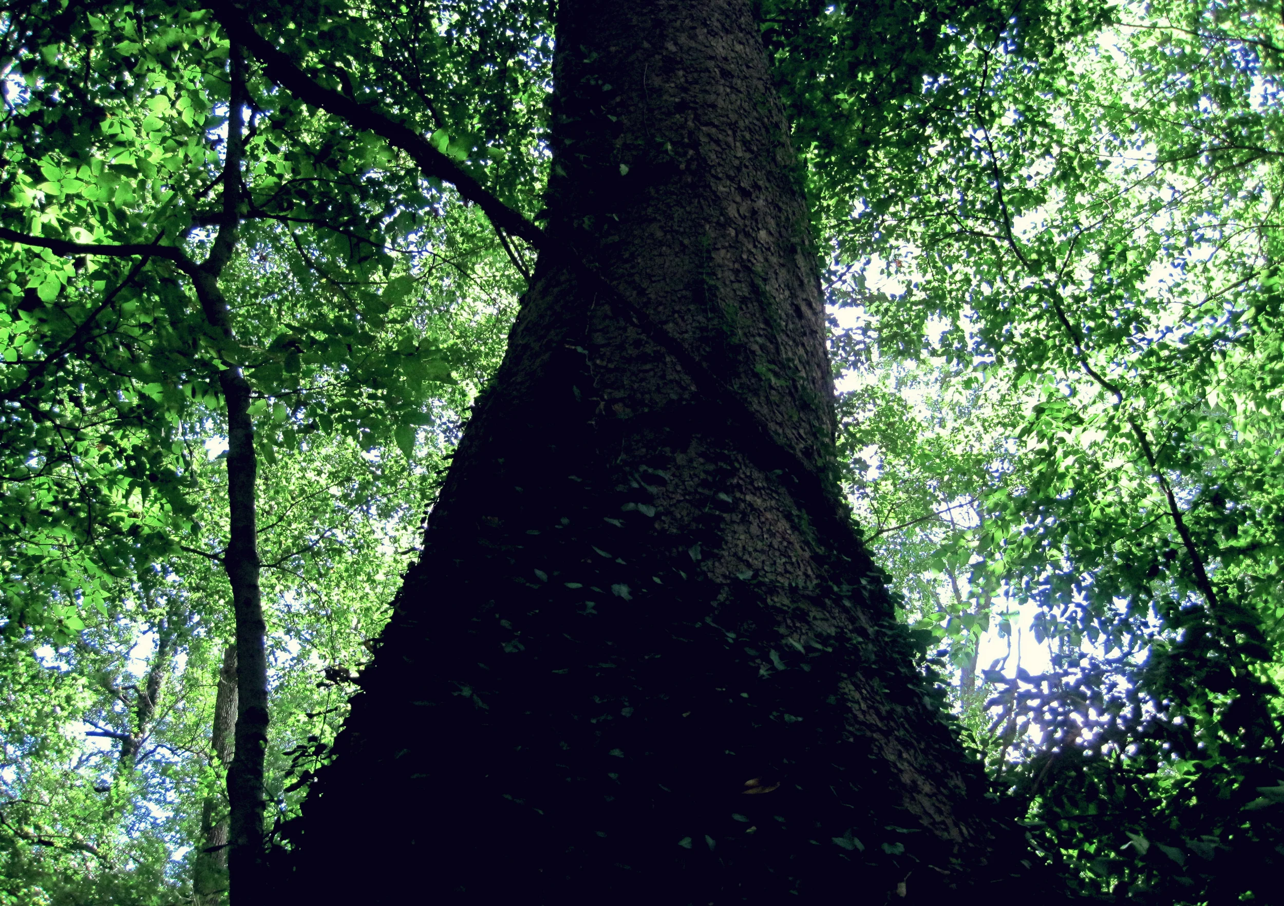 treeing.jpg