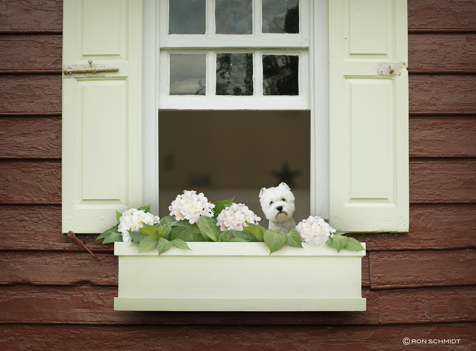 posy.nologo.ronschmidt copy.jpg