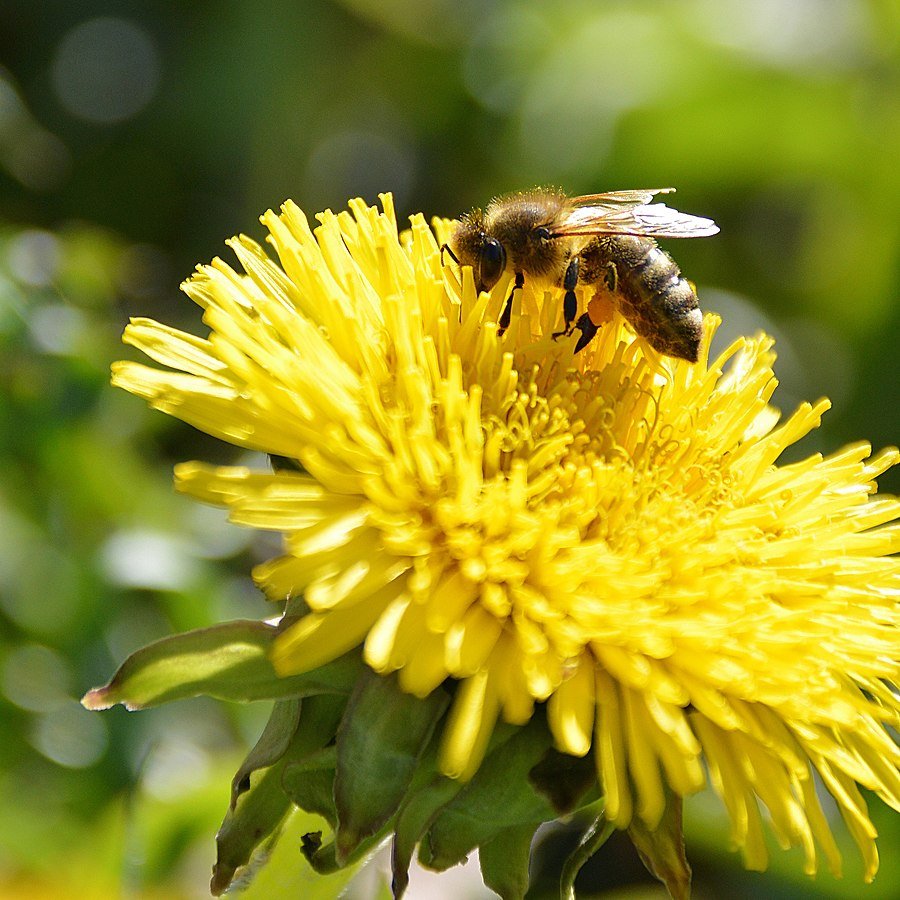 900px-Bee_On_Dandelion_(215165847).jpeg