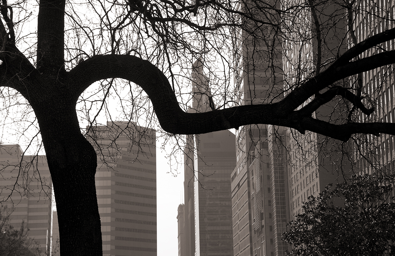 Bent Tree-Baltimore-Photo © Albert Ewing_Web Site Copy_.jpg