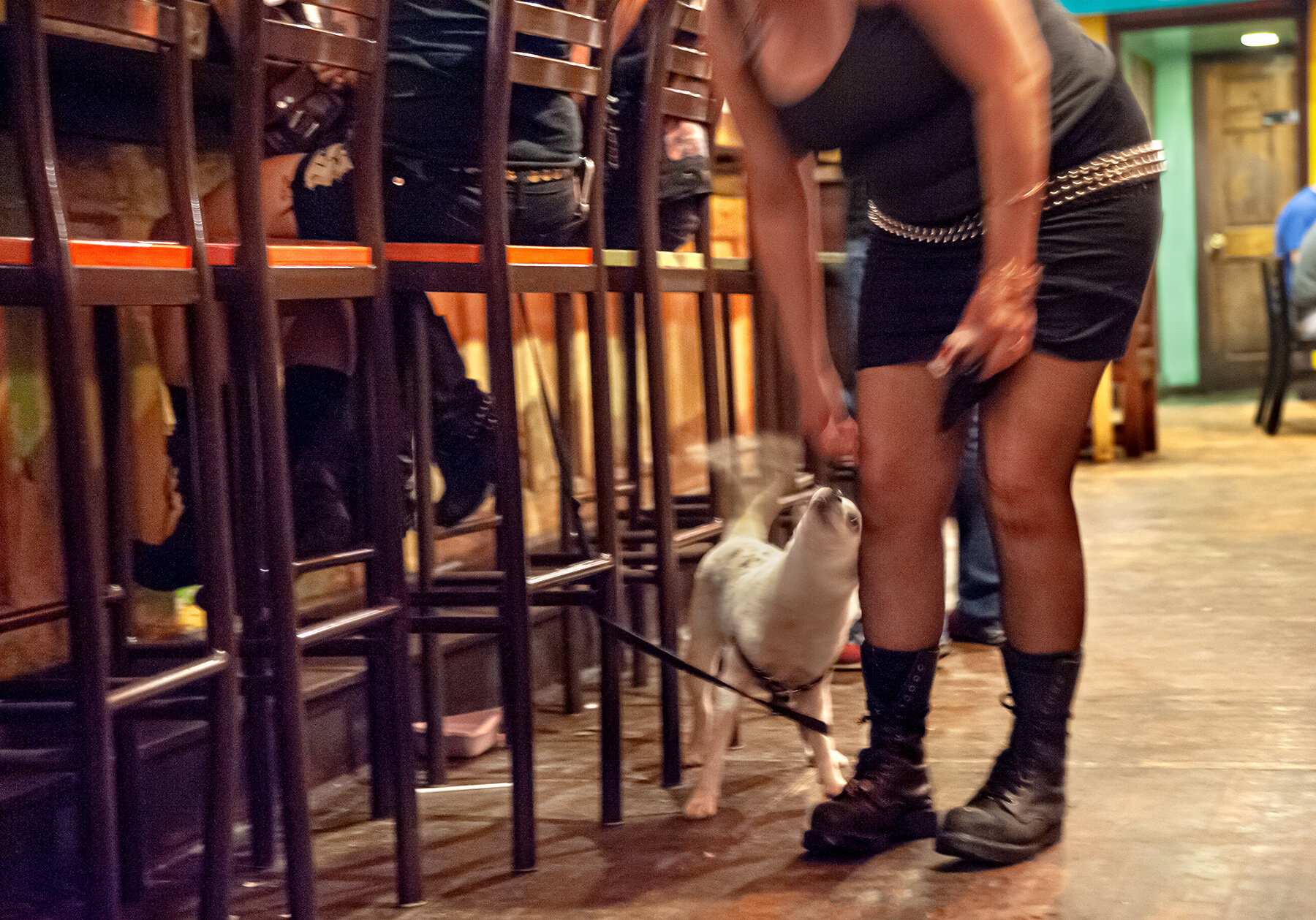 Photo © Albert Ewing_Bar Scenes_Happy Dog In A Bar_Hampden_Holy Frijoles-3344-2.jpg