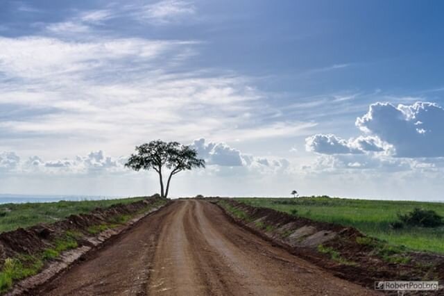 DAY 5 on the photo safari across Uganda... we depart Murchison Falls and head south taking us through the landscape of Western Uganda... through zesty green tea plantations, buzzing trading centres, road-side markets, stopping for fresh pineapple (an