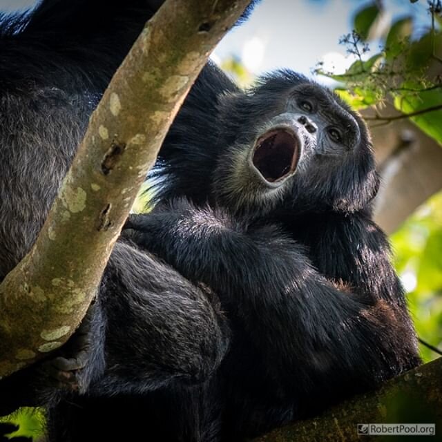 The adventure continues on DAY 6 of our photographic journey.  Today we trek into Kibale Forest on foot...in search of wild chimpanzees.  Following your ranger deep into the tangled jungle is pretty thrilling all by itself but as you delve further in