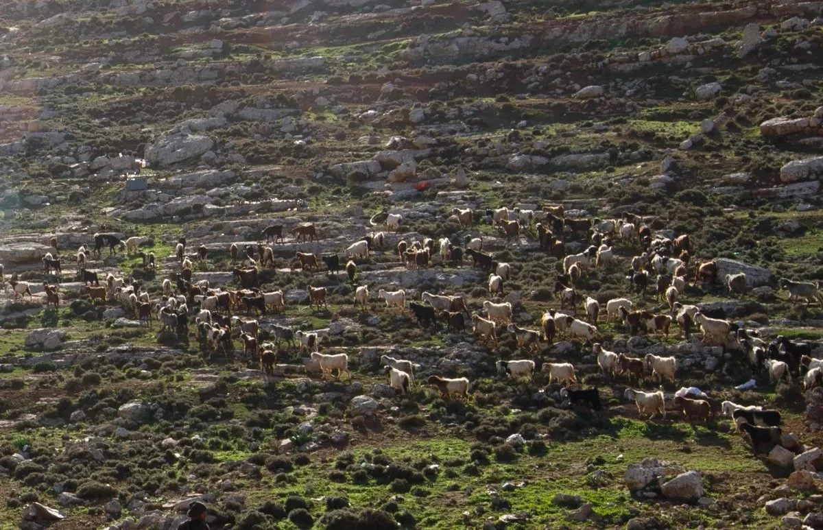 Ein Rashash, September 4, 2023: Margaret Olin’s blog Touching Photographs