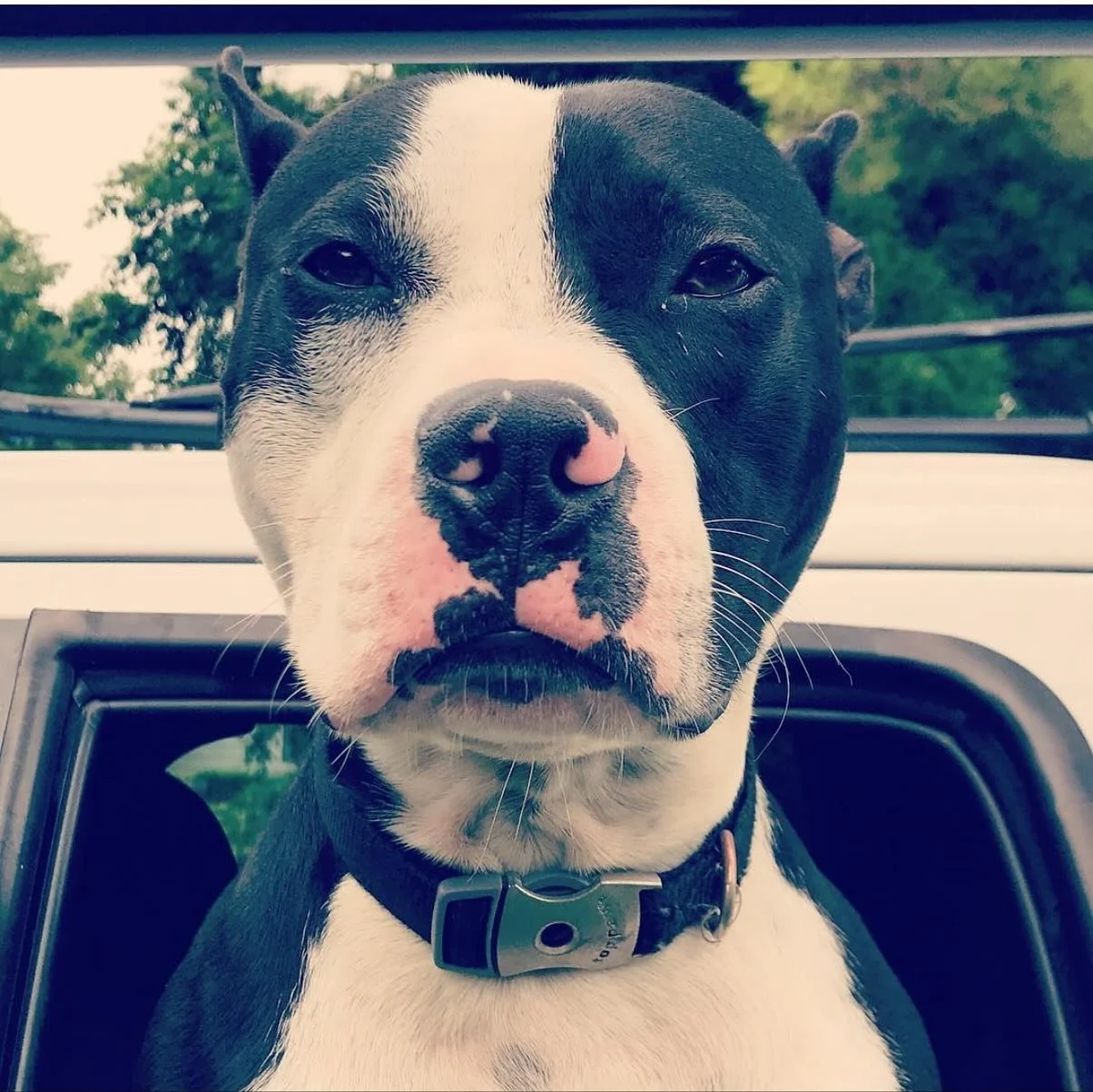 Yesterday, we had to say a difficult goodbye to Sean&rsquo;s dog, and QS office &ldquo;guardian&rdquo;, Chaplin.

To the dog who chased the sunlight (and Sean&rsquo;s roosters). The dog who was always cold and hated the rain. To the good sport throug