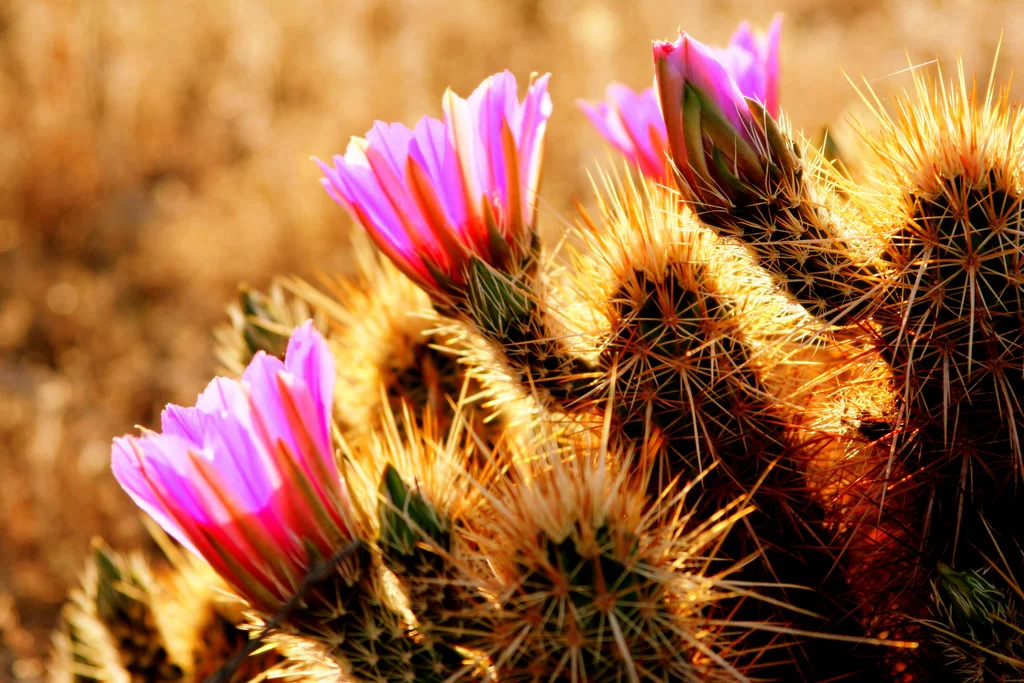 "Creative Commons Desert Flowers" by John Morgan is licensed under CC BY 2.0