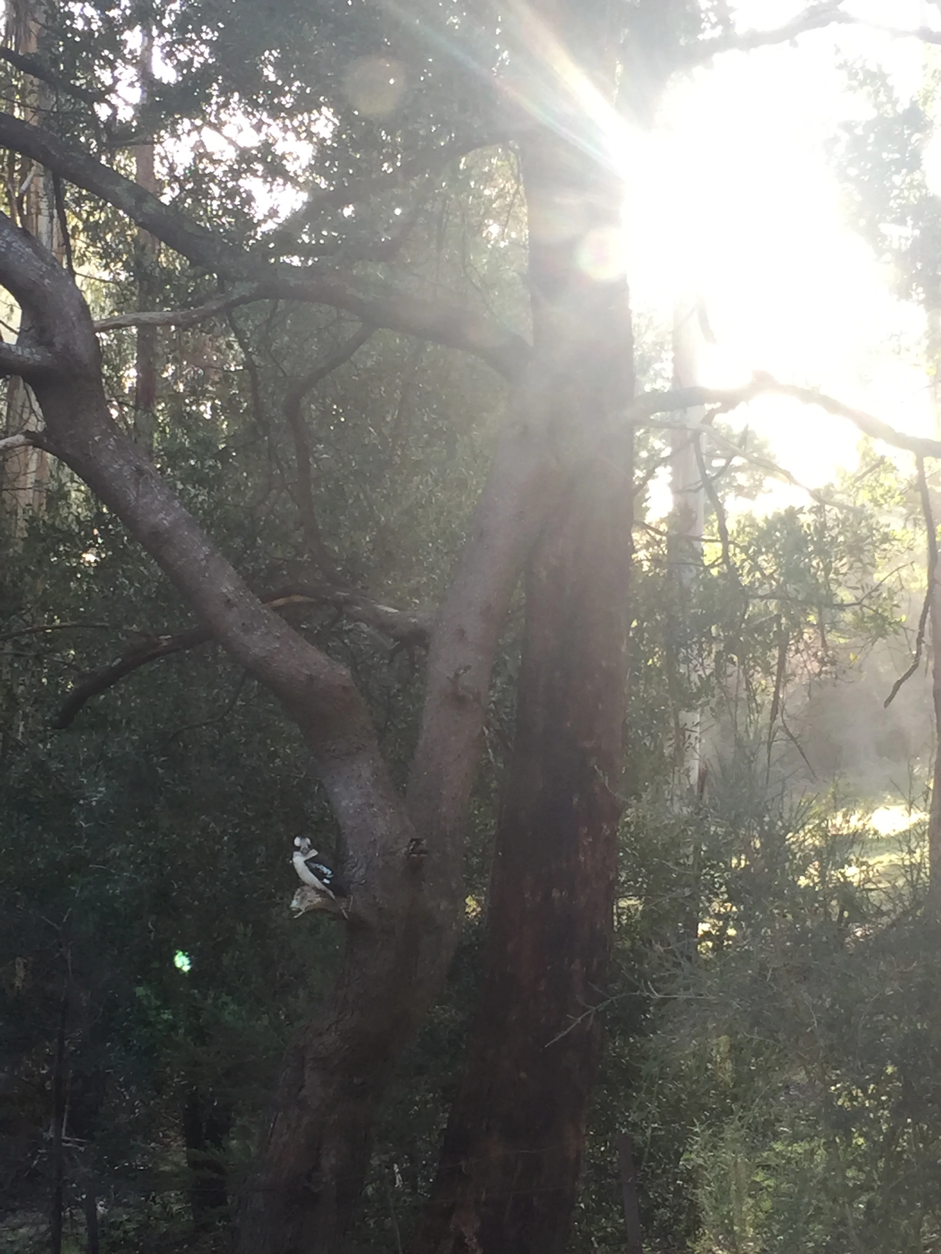 This little guy found me on multiple occasions on a relaxing weekend away. Everytime I sat down with the intention of meditating, he'd just appear and watch me for awhile.