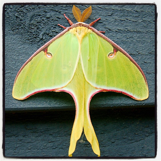 Pittsboro, NC