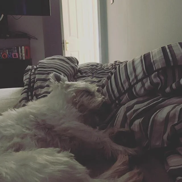 At least... I &lsquo;thought&rsquo; it was my bed! #dog #lazysunday #bedtakeover #notmybedanymore #sleep