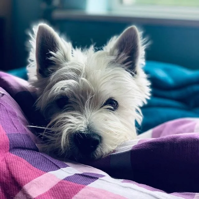 Designated Nap Buddy #westiesofinstagram #dog #naptime#westhighlandwhiteterriers