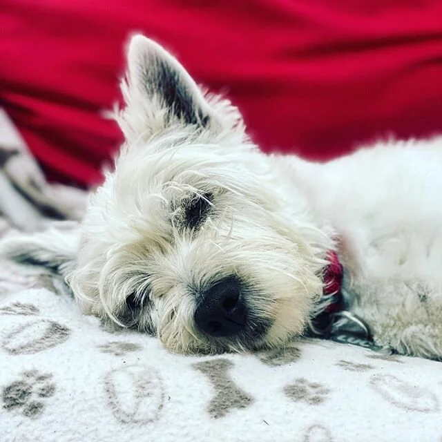 Sweet dreams are made of this  #sweetdreamsaremadeofthis #eurythmics  #dog #doggo #sleep #nap #woofandchill #westhighlandterrier