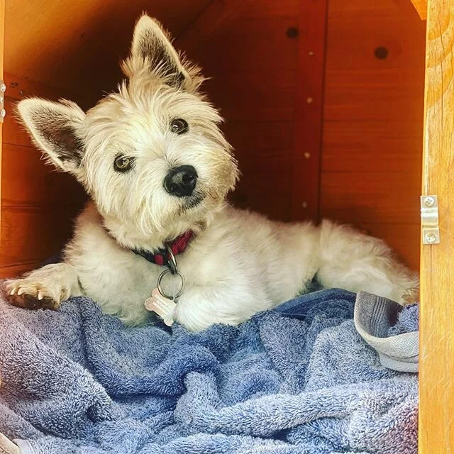 You rang? #westhighlandwhiteterrier #westie #dog #comeintomyoffice #mondaymonday