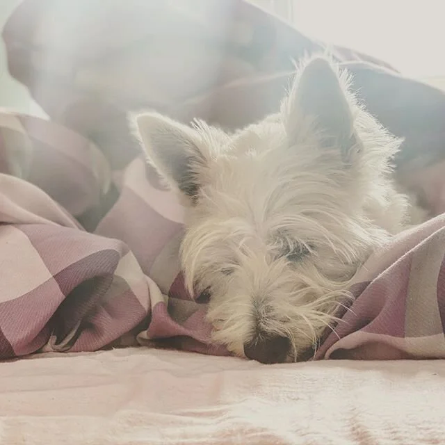 #Monday #mondaymood #mondayvibes #mondaymorning