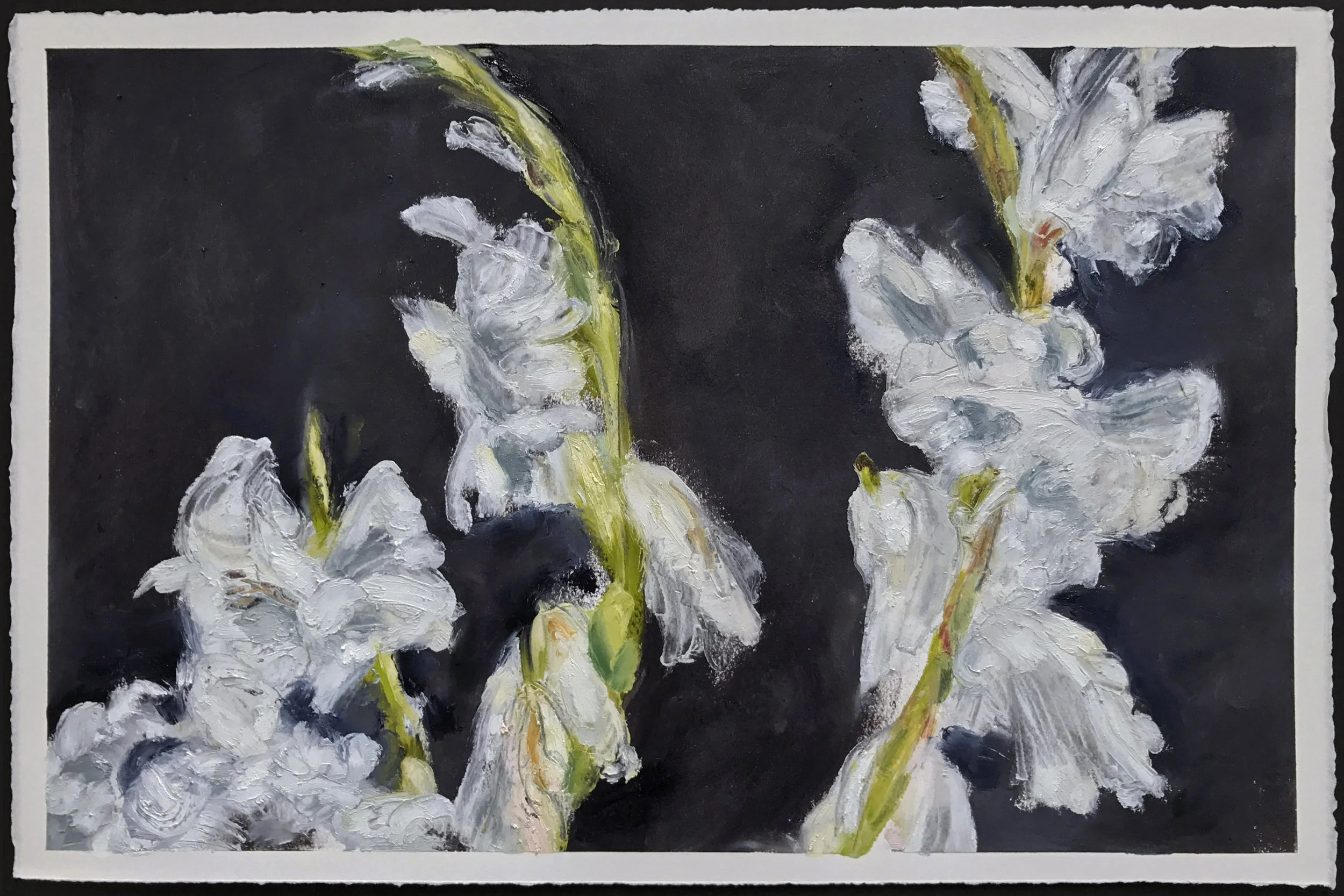 Gladioli