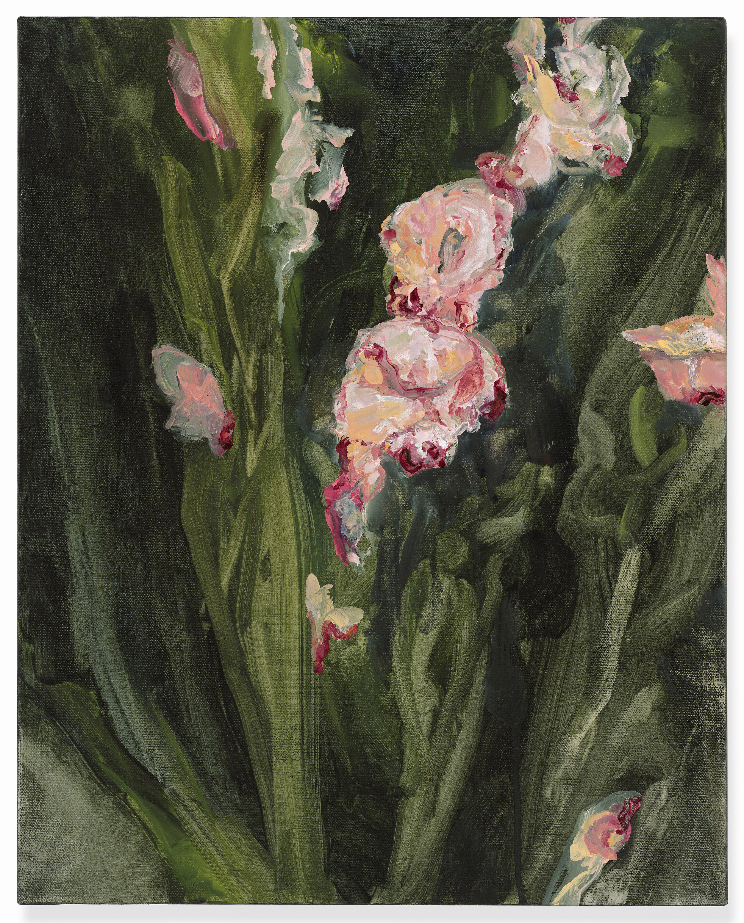 Gladioli