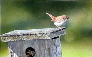 Blue_Bird_Lane_Marllyn_Thomas.jpg