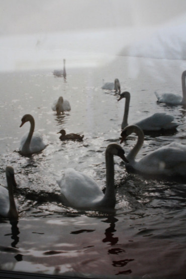 Swans