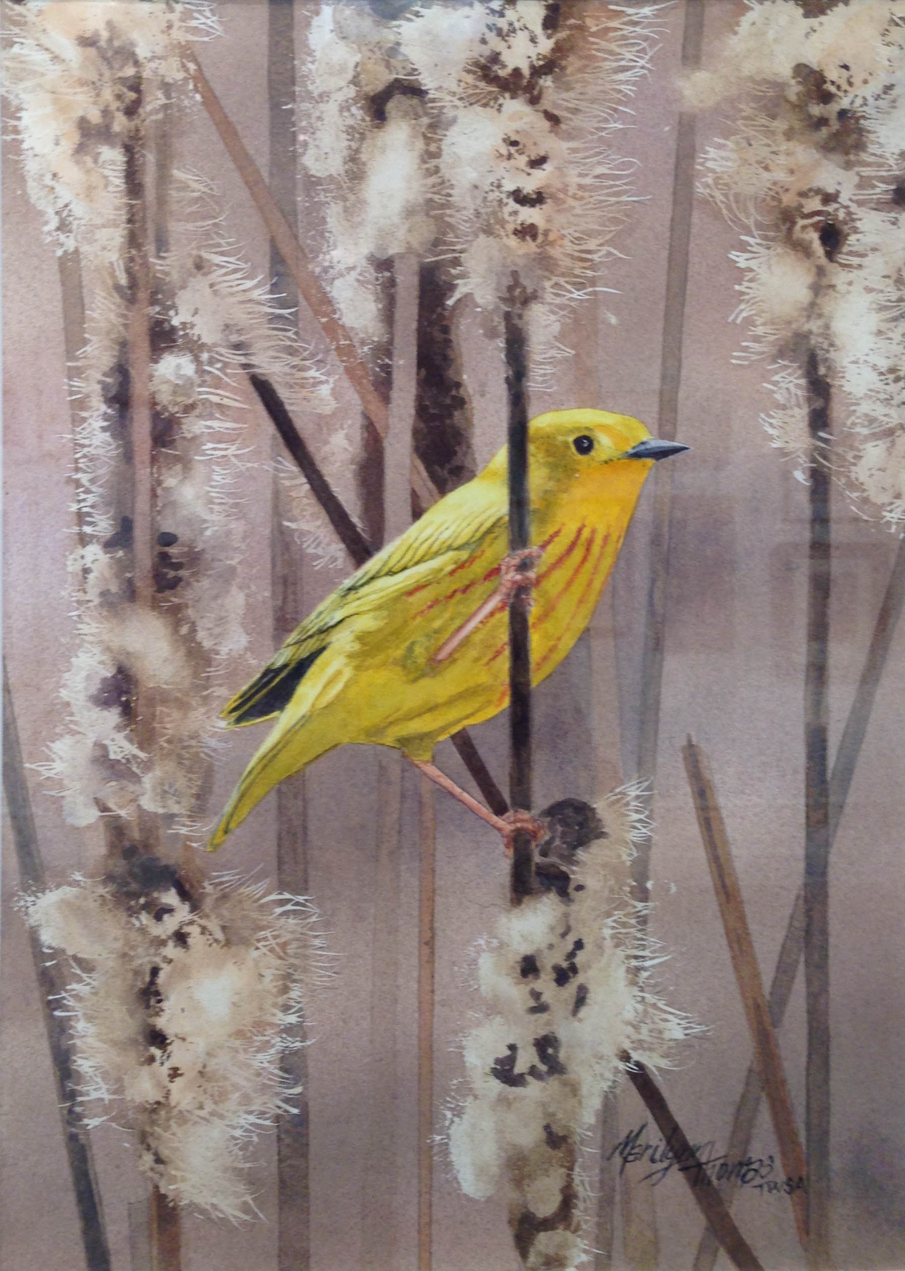 Marilyn Thomas, "Yellow in Cattails"