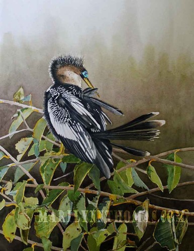 Anhinga