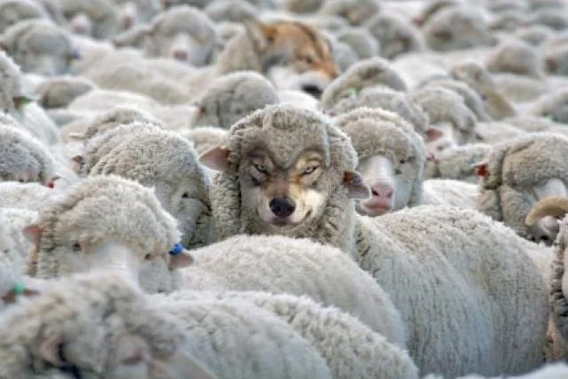 Wolf sheep.jpg