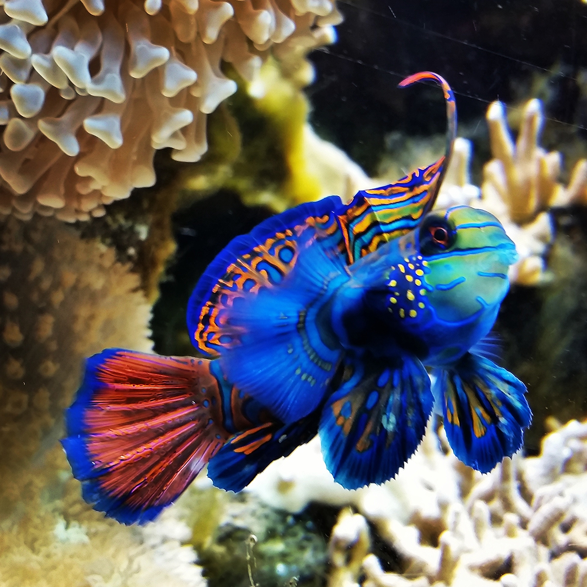 A friendly fish at the Denver Zoo